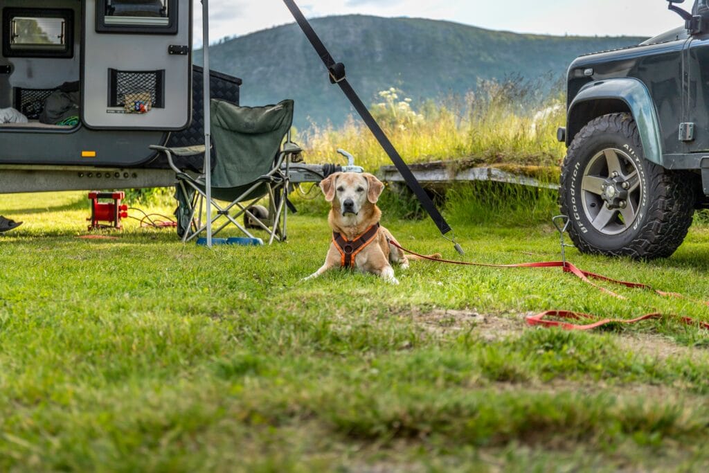 RV travel with dogs